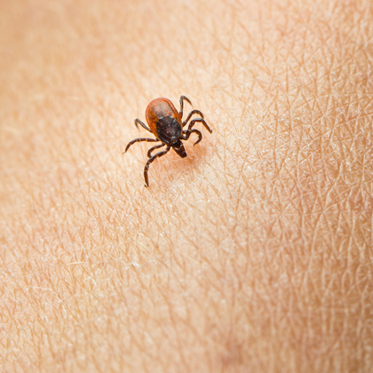 Protect Yourself from Tickborne Illnesses - PT & ME